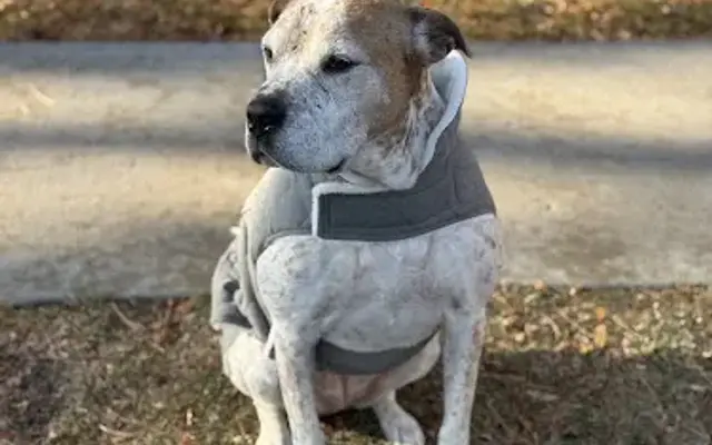 All 4 Paws In-Home Pet Services in Windsor, CO