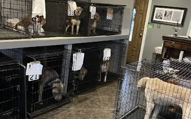 Canine Design Salon, Spa and Resort in Shelby, NC