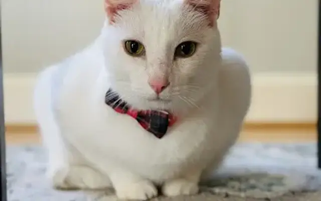 The Cat's Pajamas Of Houston LLC in Houston, TX