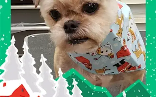 Paw'sh Pet Salon in Ford City, PA
