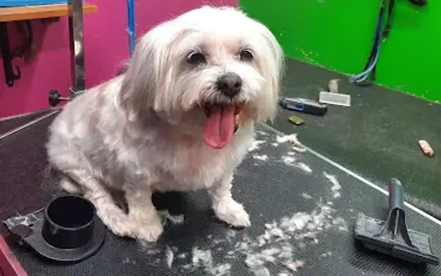 Karen's Grooming & Pet Wash in Highland, AR
