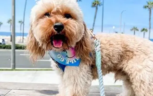 FreshPawsOnTheGo in Orange, CA