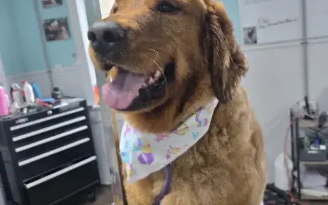 Perfect Coates Holistic Pet Grooming in Holden, ME