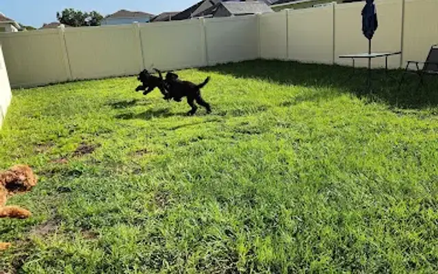 My Happy Place Pet Boarding - Small Breeds under 37 lbs in Davenport, FL