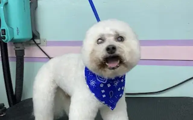 Barking Beauty Spawtique in Sherman, TX