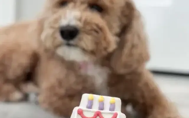 Woof Gang Bakery & Grooming Fulshear in Katy, TX