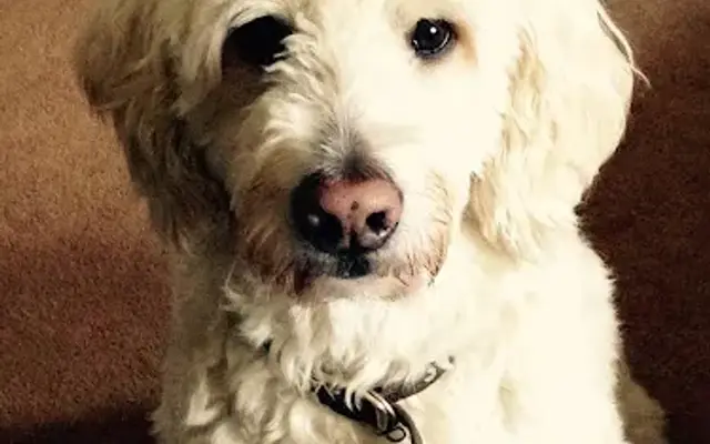 Carol's Dog Grooming in Broomall, PA