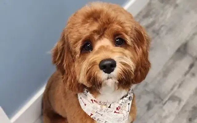 Angela's Pet Spa LLC in Terre Haute, IN