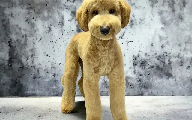Wags Grooming in Kimberling City, MO