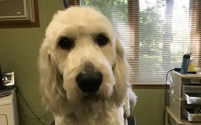 Fido's Barber Shop in Oak Grove, MN