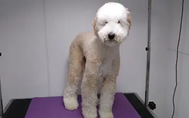 Maci's Mutt Cutz Mobile Pet Grooming in Odessa, FL