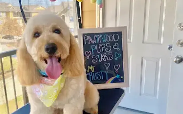 PawllywoodPups Grooming & Boutique in San Antonio, TX