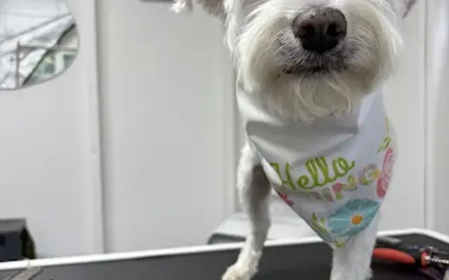 Fluffy Barks Spa Dog Grooming in Richmond, VA