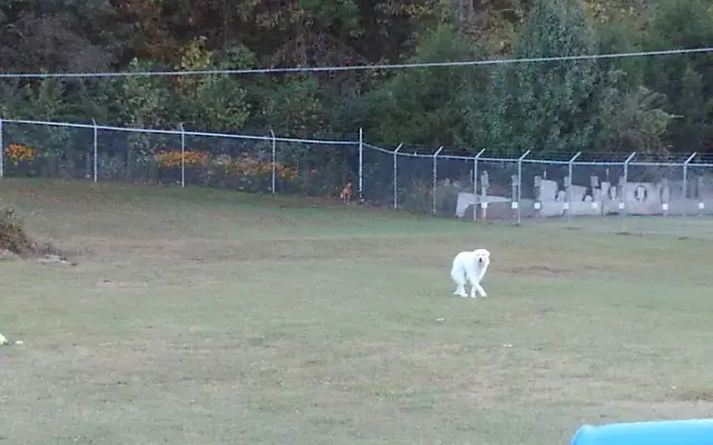 K9 Station in Dickson, TN