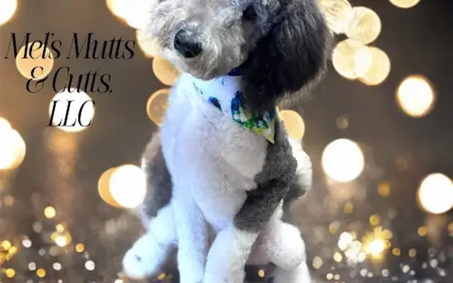Mel’s Mutts and Cutts LLC Plus PEMF in Sarepta, LA