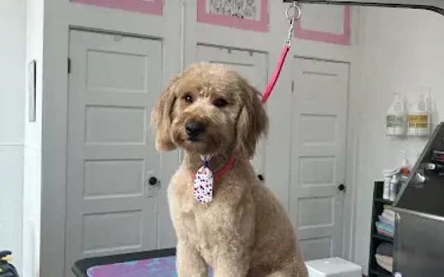 H.W. Canine Design in Crawfordsville, IN
