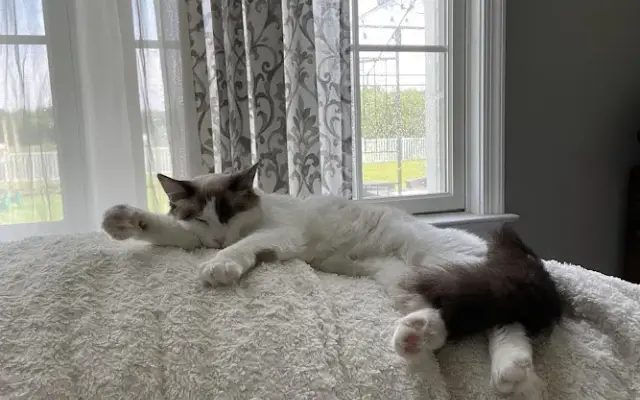 No Place Like Home Pet Sitting & Services in Willards, MD