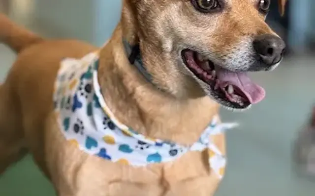 Pawsitively His Creations in Sikeston, MO