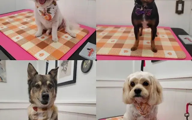 Savvy Paws Grooming in Albion, NY