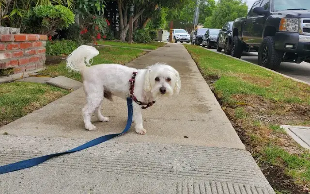 Jose Diego's Dog Grooming in Los Angeles, CA