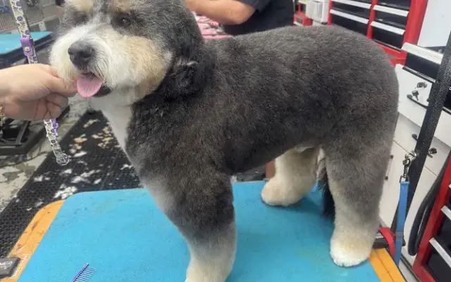 All Fur Love Grooming LLC in Danville, CA