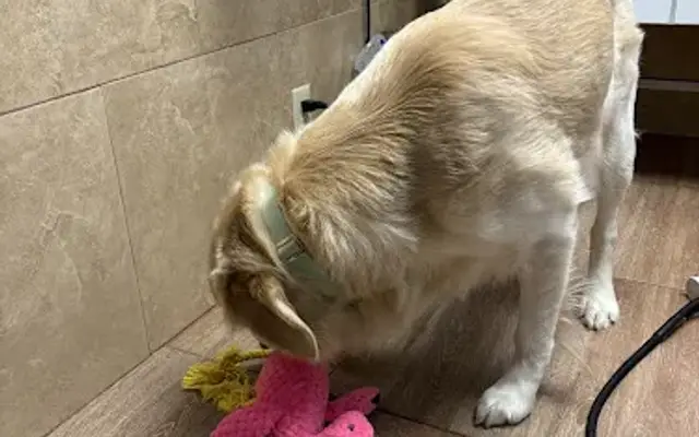 Coral Breeze Animal Hospital in Boynton Beach, FL