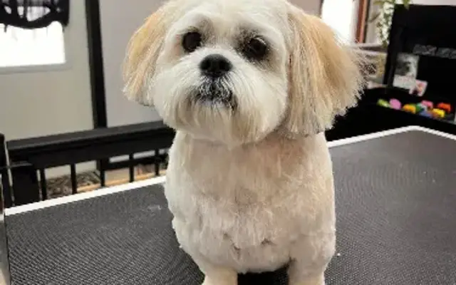 Not Fluffin Around in Bowling Green, OH