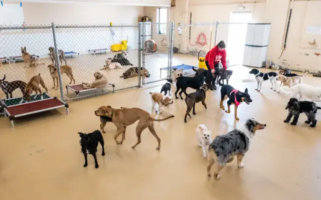 The Dog Cabin LLC in Middletown, CT