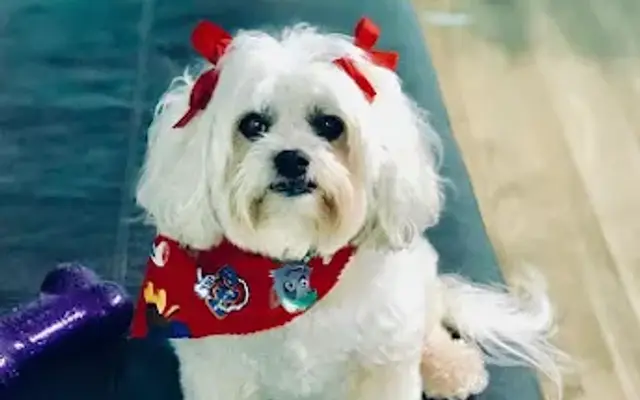 Friend & Companion Pet Grooming and Teaching Academy in Houston, TX