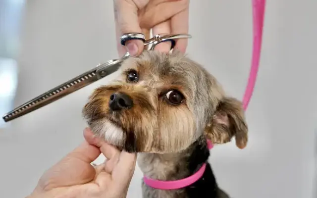 Ridgeside K9 Grooming in Winchester, VA