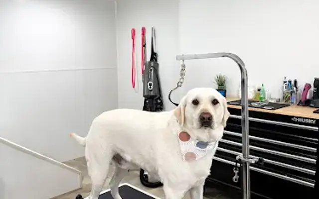 Olive Branch Pet Spa LLC. in Elizabethtown, PA