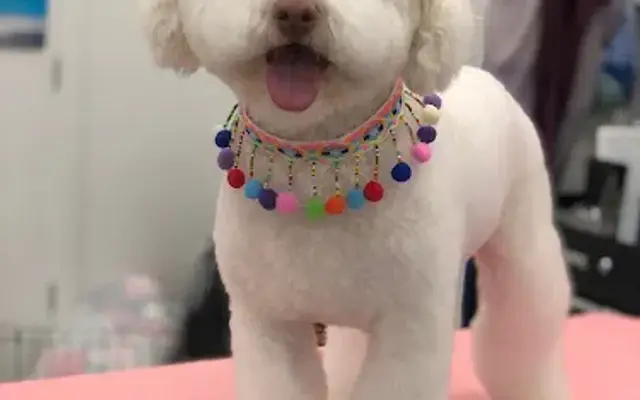 Peachy Paws Mobile Grooming in Layton, UT