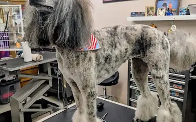 Top Dawg Grooming LLC in Post Falls, ID