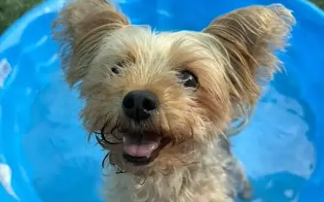 Bark Central Doggie Daycare & Boarding in Chambersburg, PA