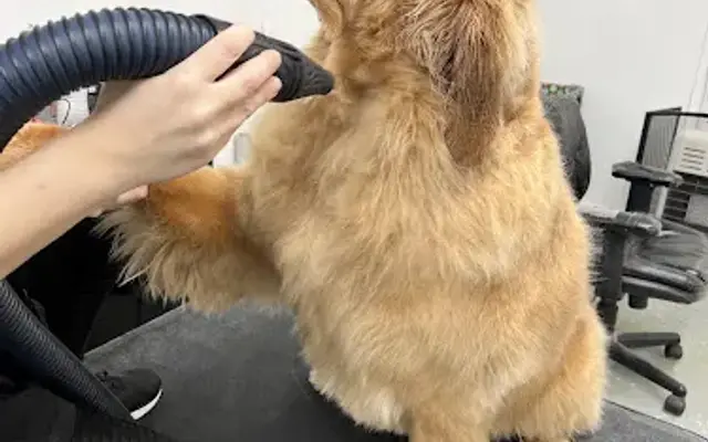 Paw Avenue Grooming Salon in Waxahachie, TX