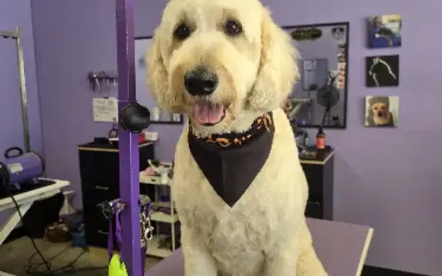 Royal Luxe Grooming LLC in York, SC