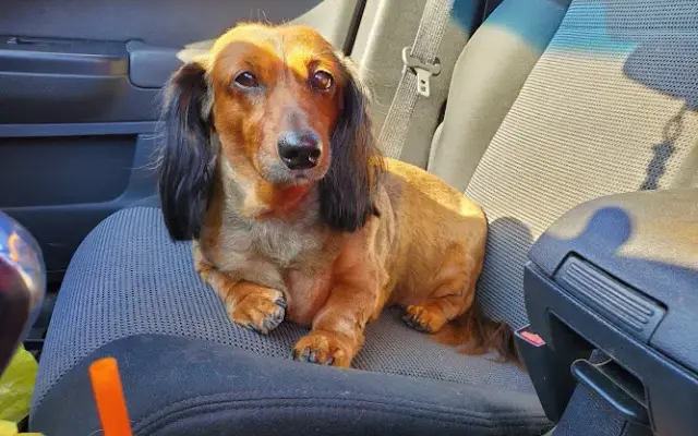 Pampered Pets in Frackville, PA