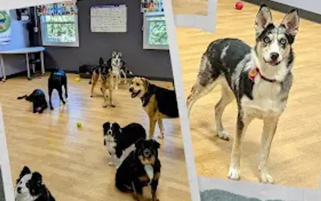 The Pet Social in Churubusco, IN