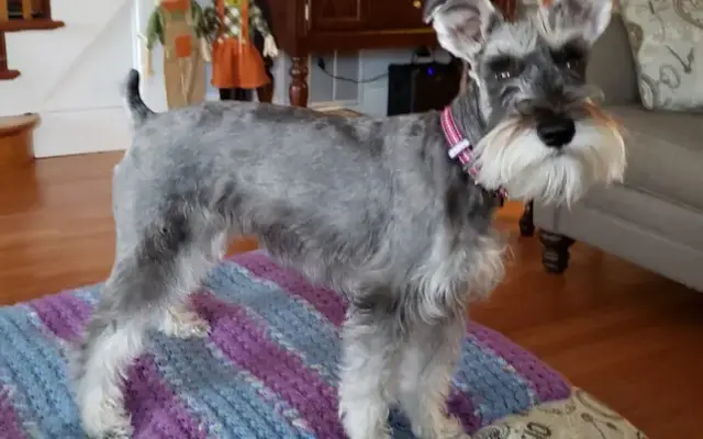 Scrub-A-Dub Doggie in Cream Ridge, NJ