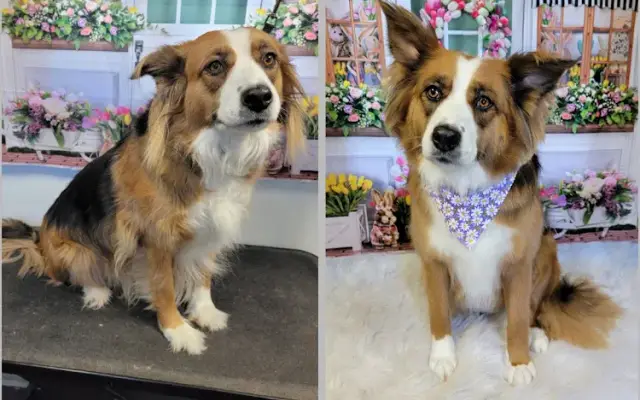 Pampered Paws Grooming in Scottsburg, IN