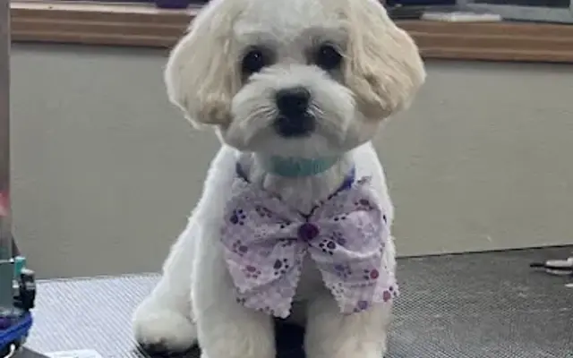 Furry Friends Dog Grooming in Springhill, LA