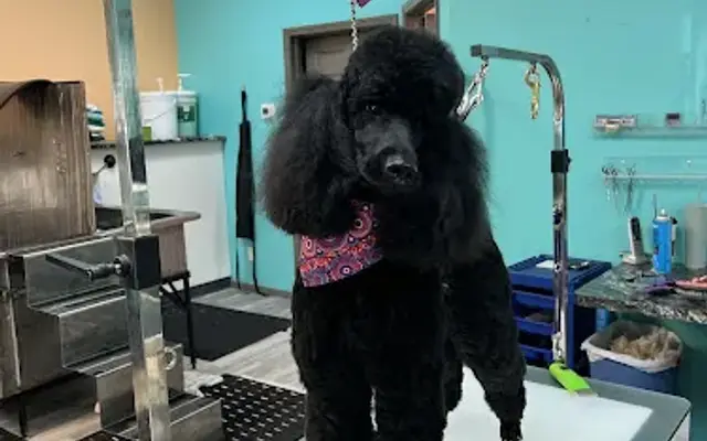 Central Pup Mobile Grooming in Rathdrum, ID