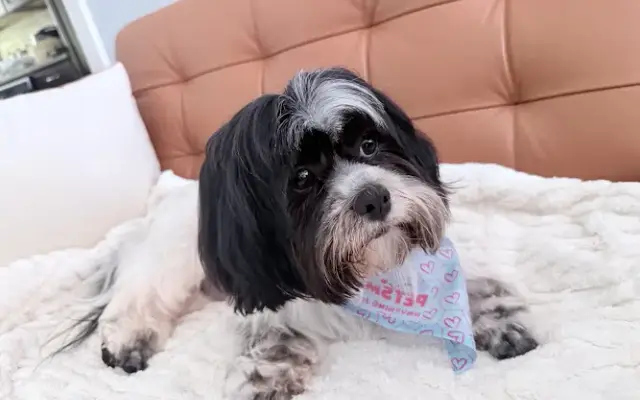 PetSmart Grooming in Houston, TX