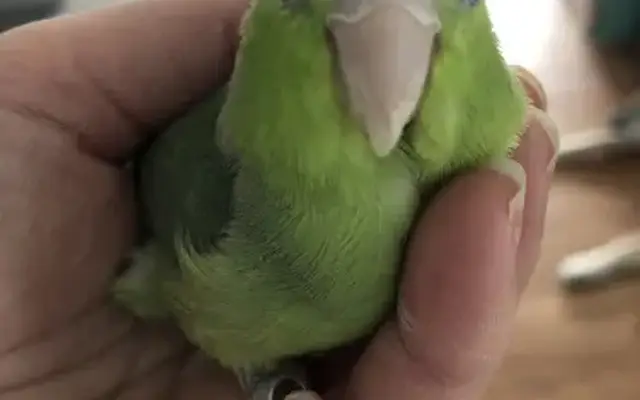 Bird Grooming and Care in Ashland, NE
