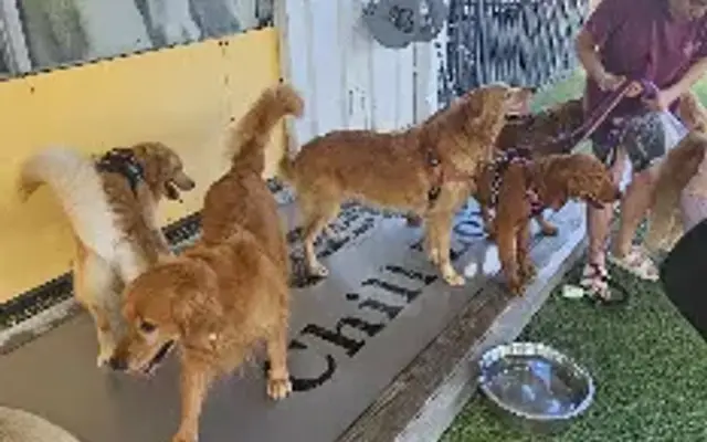 Houston Bark Park and Daycare in Houston, TX