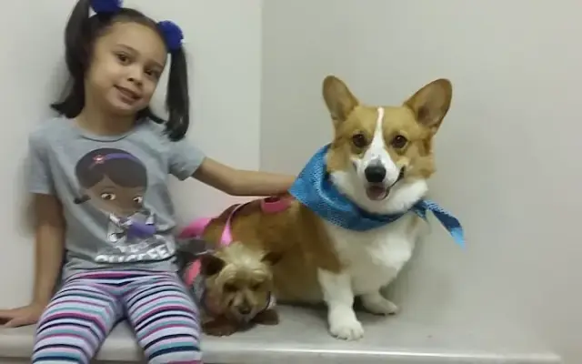Starmist Corgis and Yorkies in Castlewood, VA