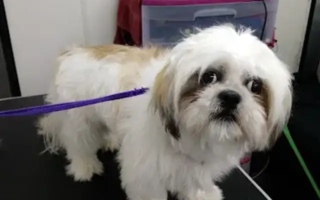 Sparklin' Petz Mobile Grooming Spa in Raleigh, NC