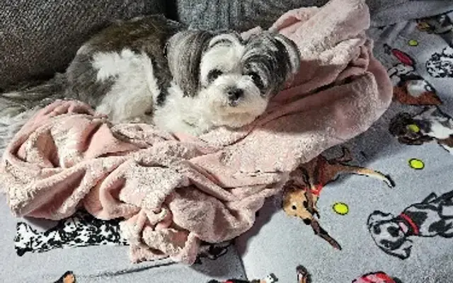 Lulu's mobile pet spa llc in Ormond Beach, FL