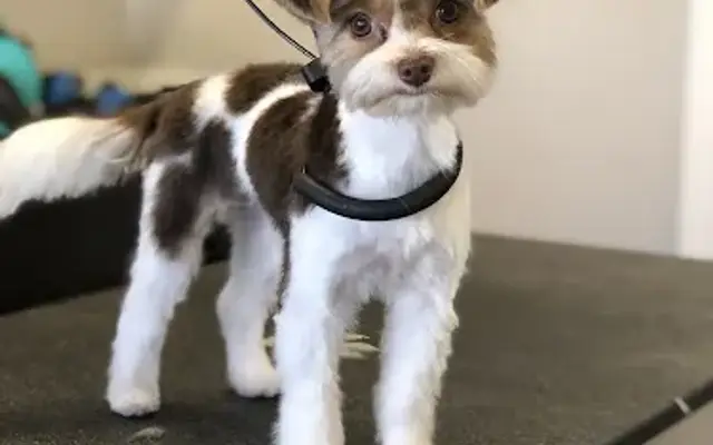 Whiskers and Wags Mobile Pet Spa in Port Charlotte, FL