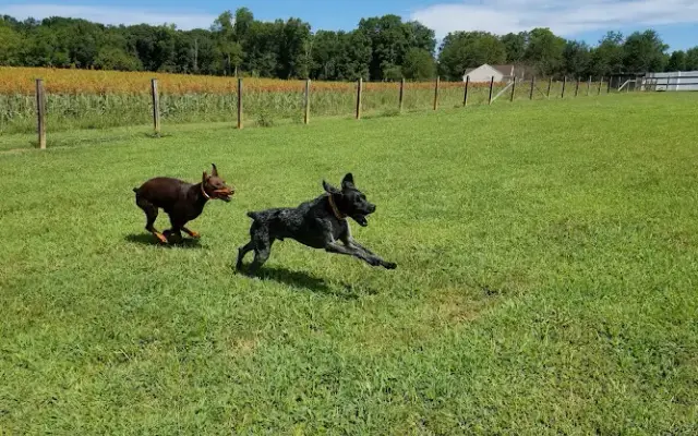 Fido's Fun Place in Mineral, VA